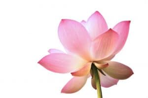 Buddhistische Psychologie Fachseminar